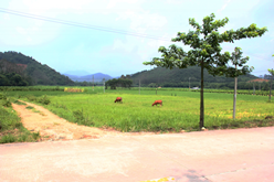 初夏鄉(xiāng)村農(nóng)家樂146.png